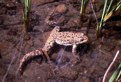 listen to Columbia Spotted Frog