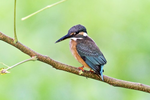 listen to Kingfisher in the Markworth State Forest