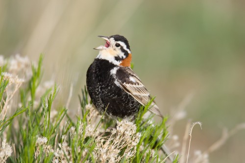 listen to Chestnut-collared Longspur