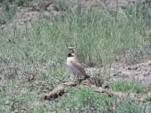 listen to Horned Lark