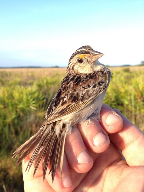 listen to Grasshopper Sparrow
