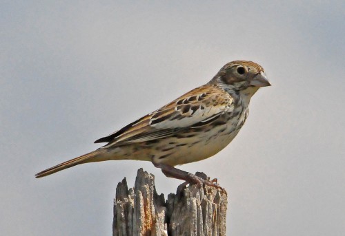 listen to Lark Bunting