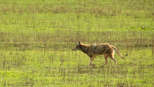 listen to Coyotes