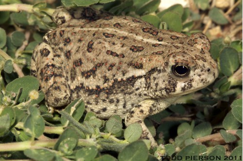 listen to Woodhouses's Toad