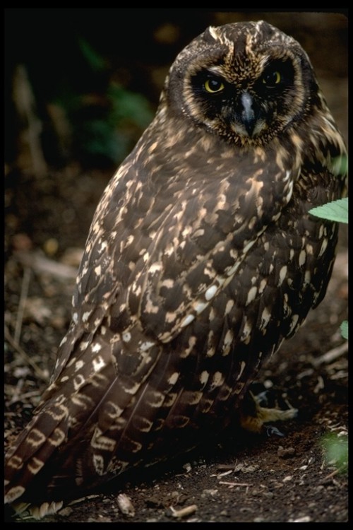 listen to Short-eared Owl